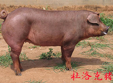 杜洛克豬