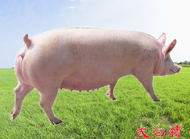 大白豬（大約克夏豬）